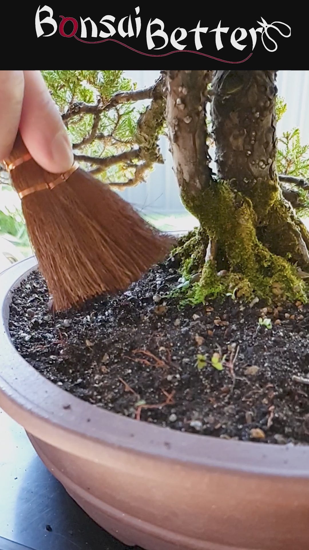 Bonsai broom in use | Bonsai Better