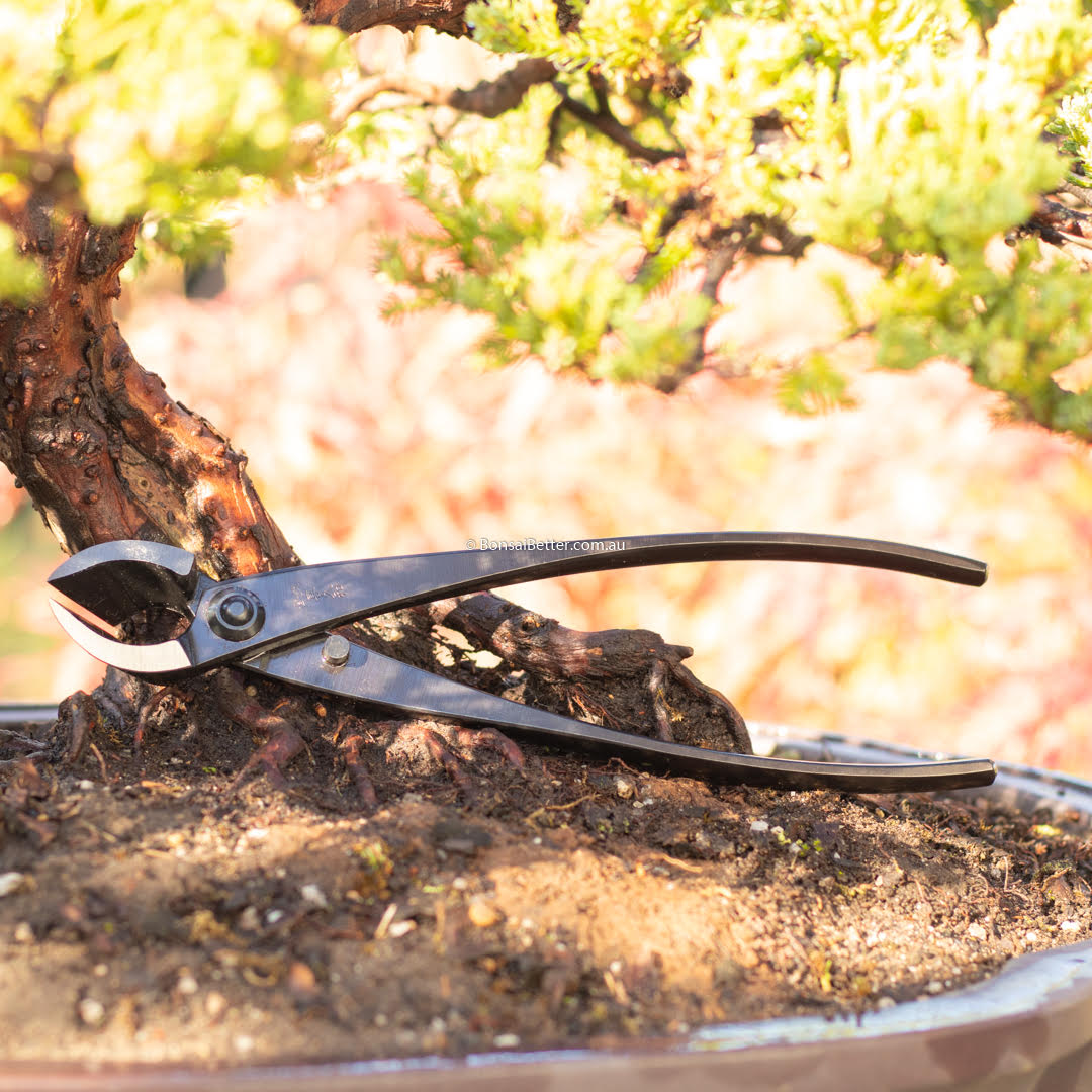 Japanese Carbon Steel Bonsai Branch Cutter | Kikuwa | Bonsai Better