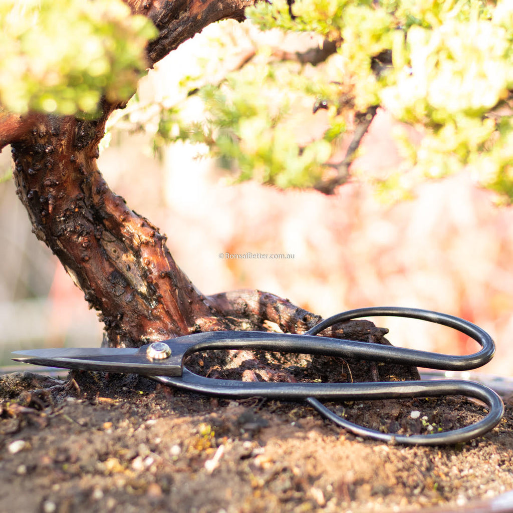 Japanese Carbon Steel Bonsai Scissors | Kikuwa | Bonsai Better