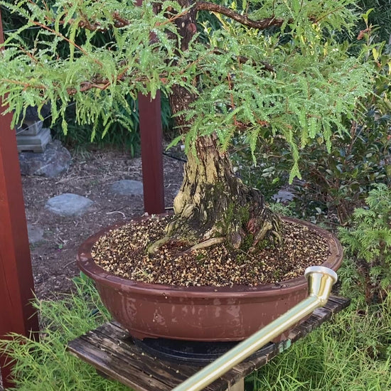 Bonnsai watering wand in use | Bonsai Better