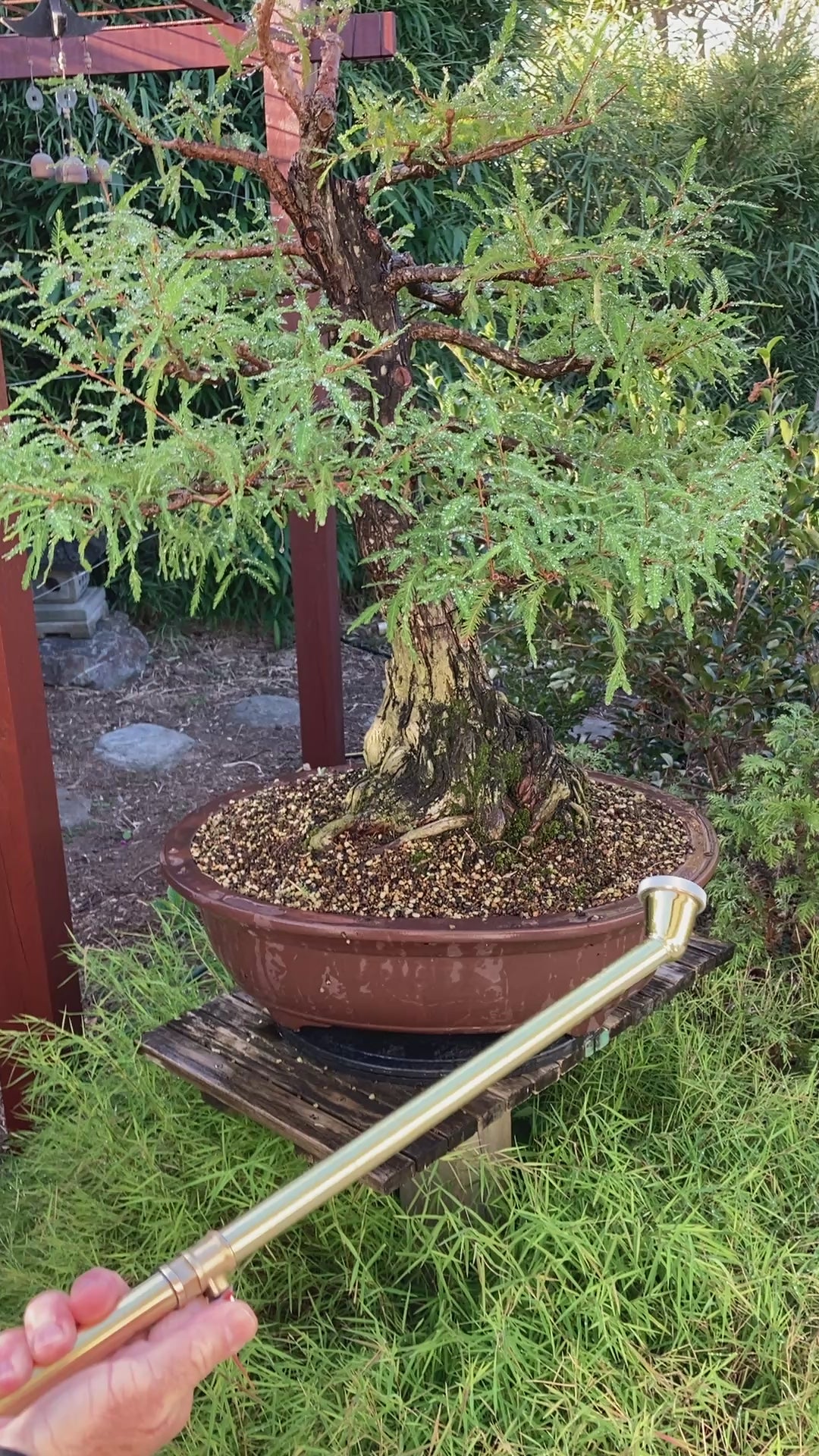 Bonnsai watering wand in use | Bonsai Better