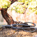 Japanese Bonsai Scissors Kikuwa | Bonsai Better