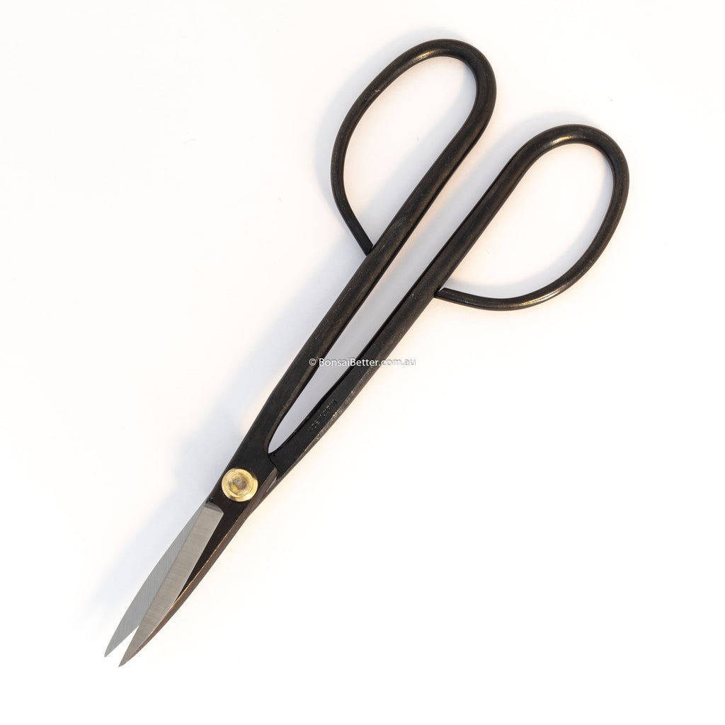 Kikuwa Bonsai Scissors 210mm | Bonsai Better